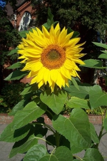 Blumen entsprechend der Saison kaufen