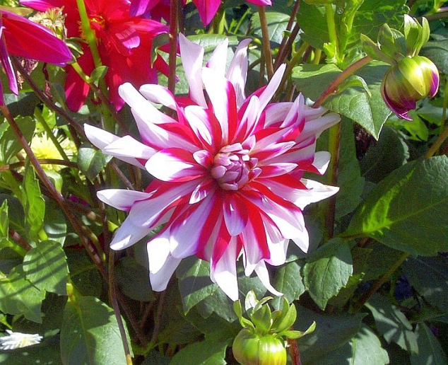 Blumen entsprechend der Saison kaufen