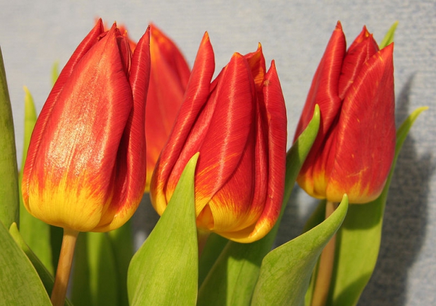 Blumen entsprechend der Saison kaufen