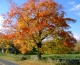 Reisetipp: Erlebe den Indian Summer!