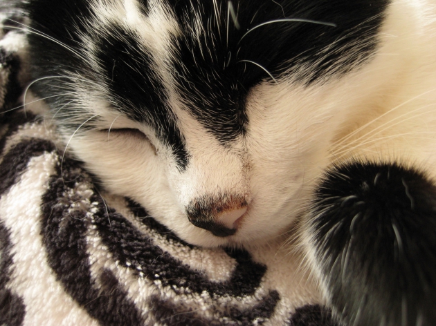 Katzen machen das Leben schöner