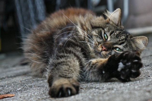 Bist Du bereit, eine Katze bei Dir aufzunehmen?