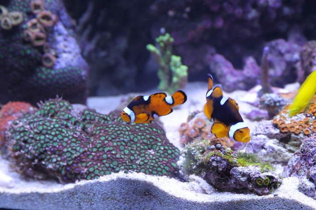 Produkte für Dein Aquarium findest Du bei aquaristic.net