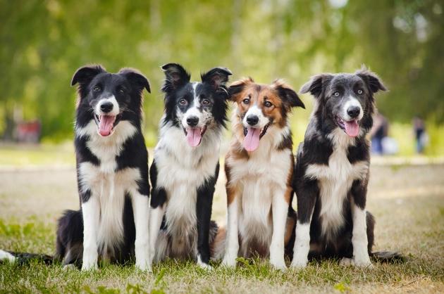 Vier Hunde im Park