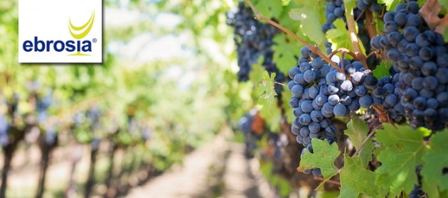 Wein, delikate Lebensmittel und Küchenzubehör - alles für den Feinschmecker!