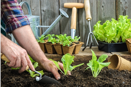 Gartenarbeit verrichtende Arme, Pflanzenkeimlinge und Gartengeräte
