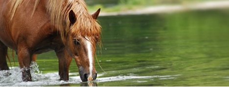 Braunes Pferd im Wasser trinkend