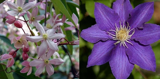 Wunderschöne Clematis bei ClematisOnline