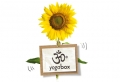 Gutscheine f&uuml;r yogabox